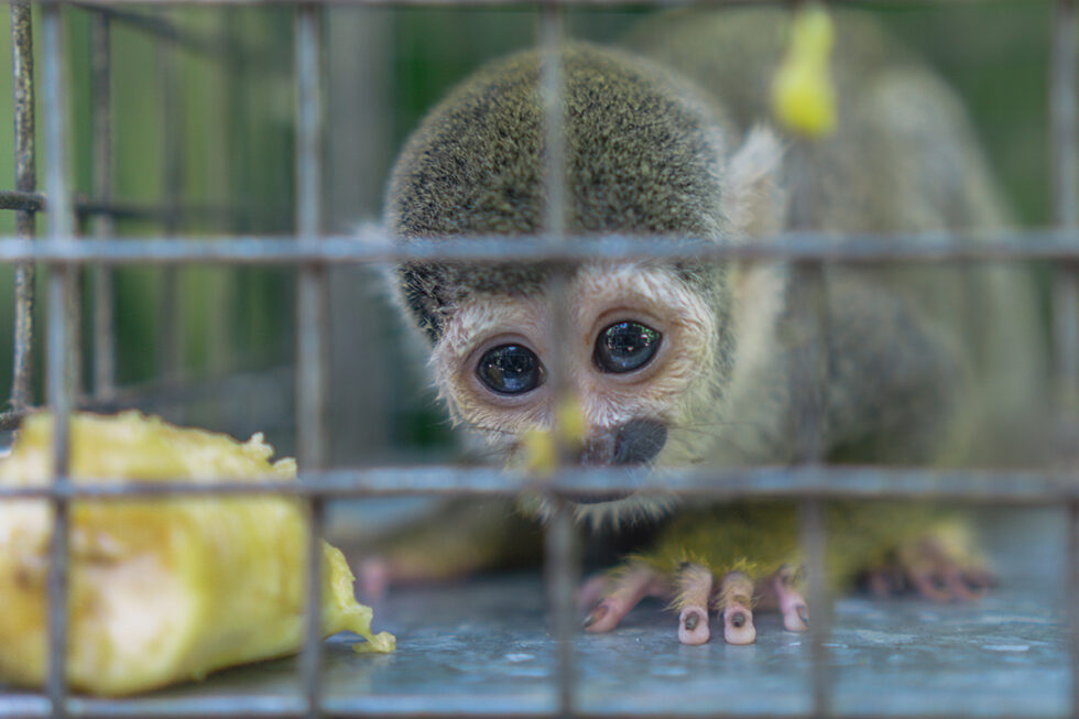 Tr fico Ilegal De Especies Oasis Wildlife Fuerteventura tr-fico-ilegal-de-especies-oasis-wildlife-fuerteventura
