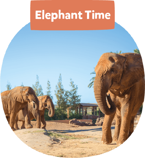 Elephant time