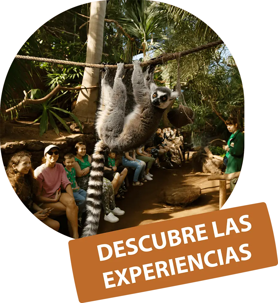 Descubre las experiencias OASIS@4x-8